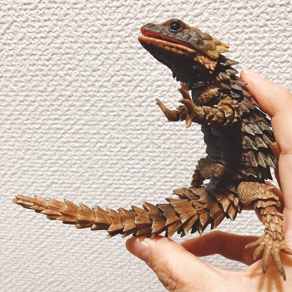 アルマジロトカゲ