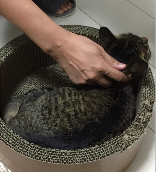 キャプチャ