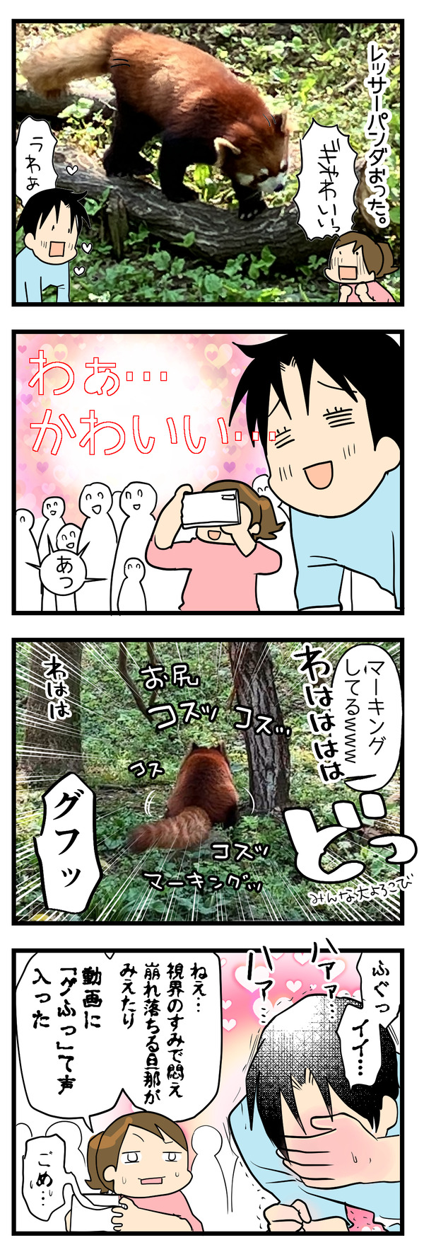 レッサーパンダ