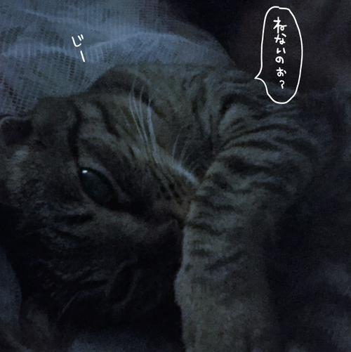 キャプチャ