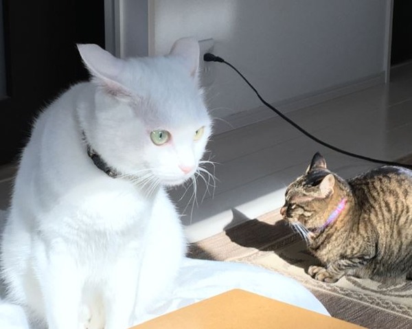 キャプチャ
