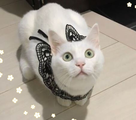 キャプチャ