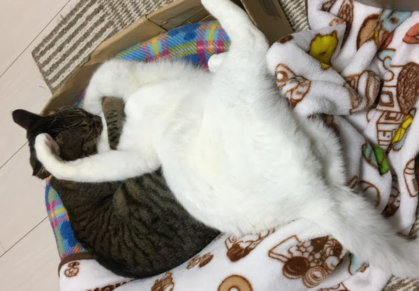 キャプチャ2