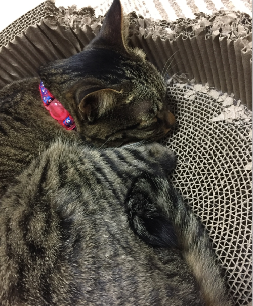 キャプチャ