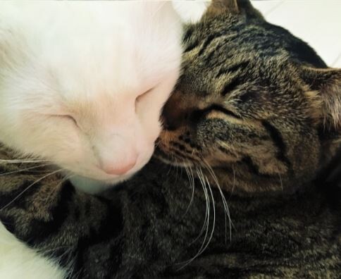 キャプチャ