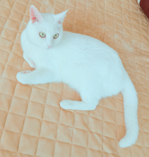 キャプチャ2