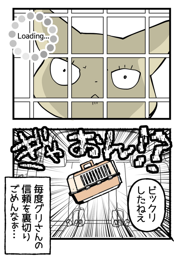 グリさんの通院捕獲3