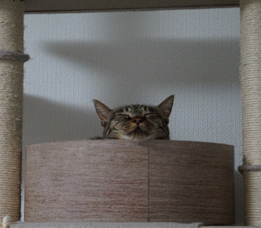 キャプチャ