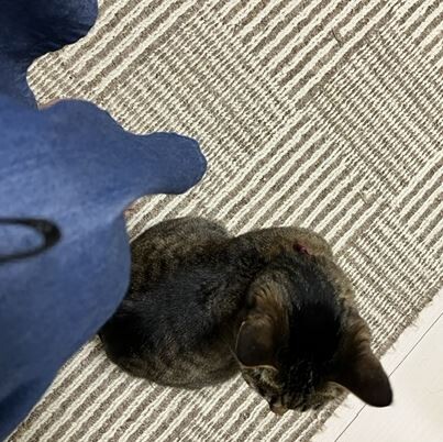 キャプチャ