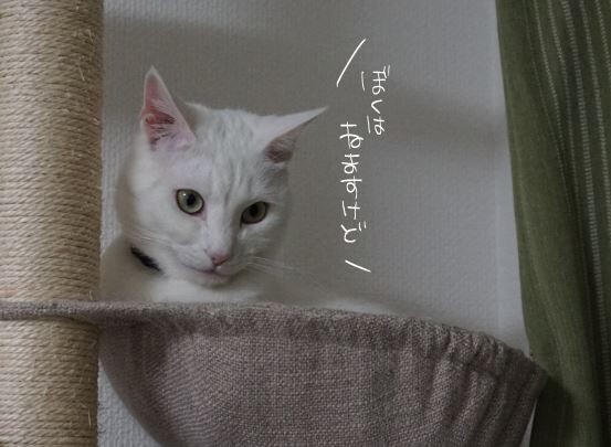 キャプチャ