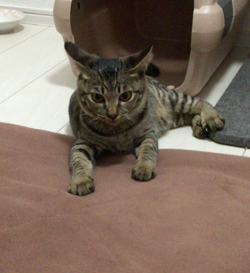 キャプチャ2