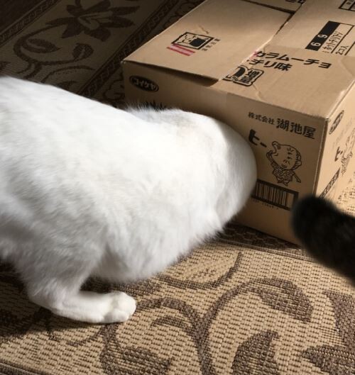 キャプチャ4
