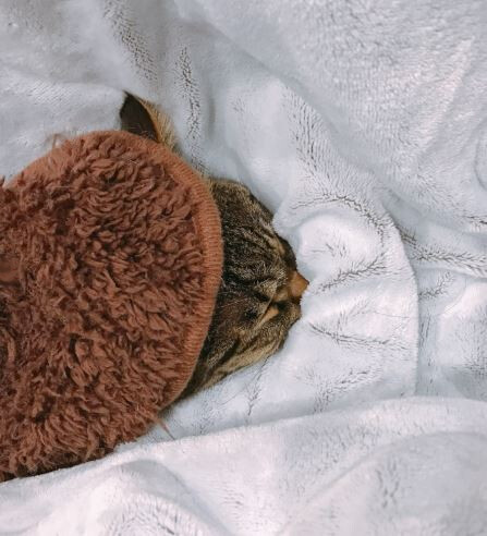 キャプチャ