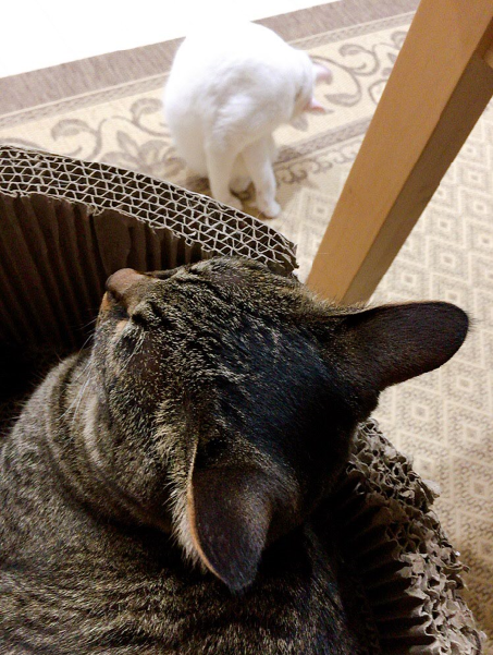 キャプチャ
