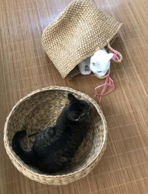 キャプチャ