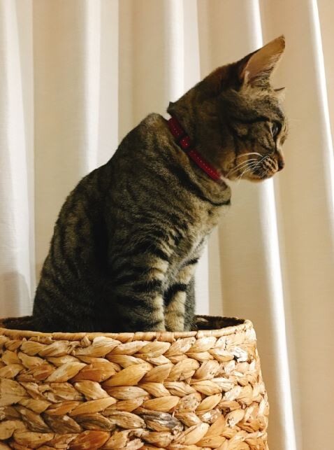 キャプチャ