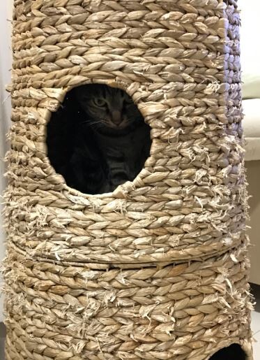キャプチャ