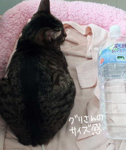 キャプチャ