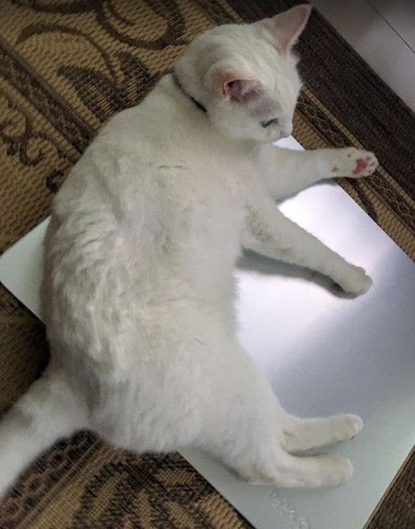 キャプチャ