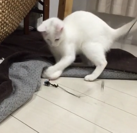 キャプチャ