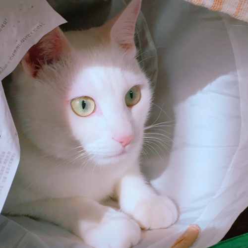 キャプチャ
