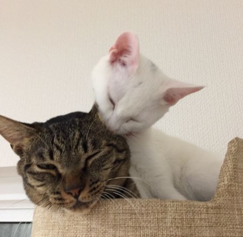 キャプチャ2
