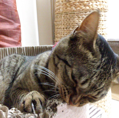 キャプチャ