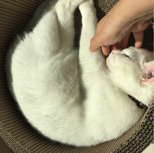 キャプチャ