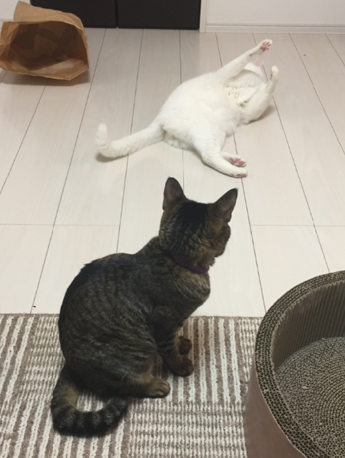 キャプチャ5