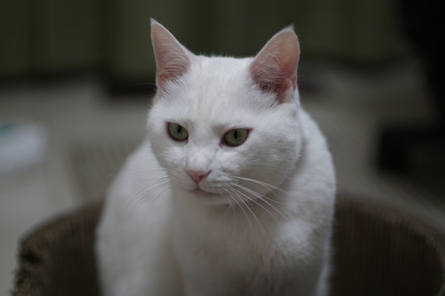 DSC00705