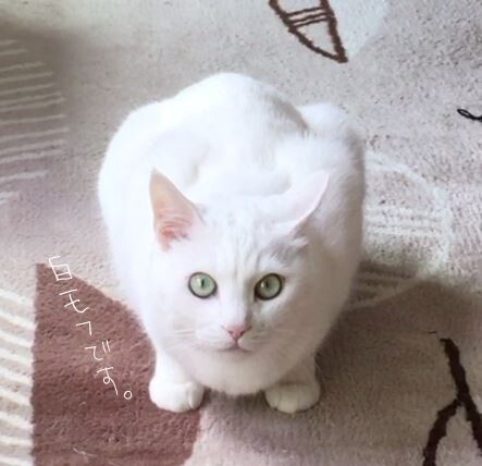 キャプチャ