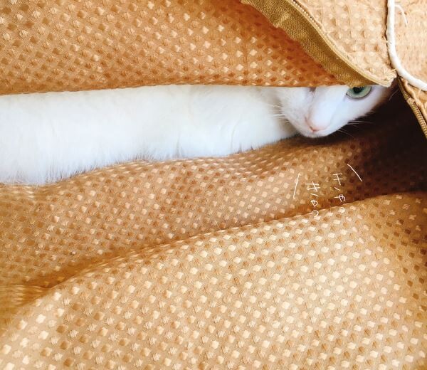 キャプチャ