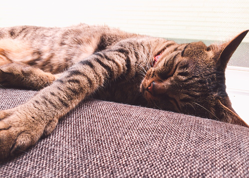 キャプチャ