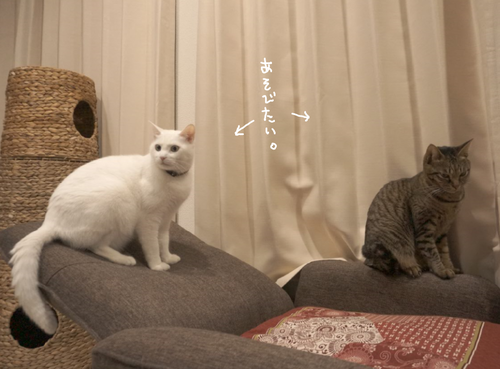 キャプチャ