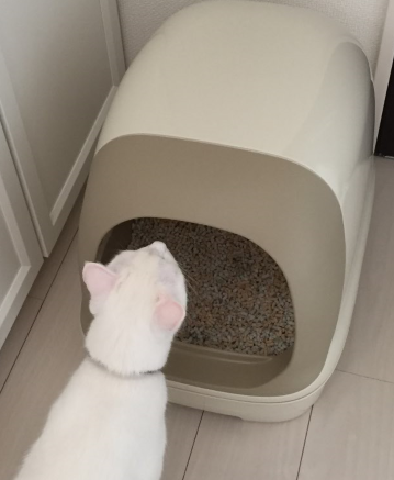 キャプチャ