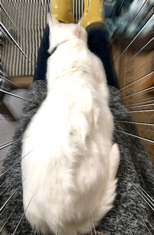 キャプチャ