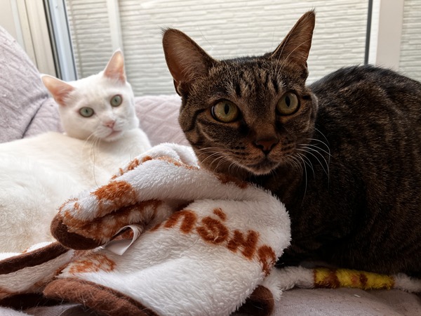 猫写真