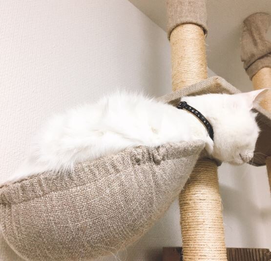 キャプチャ