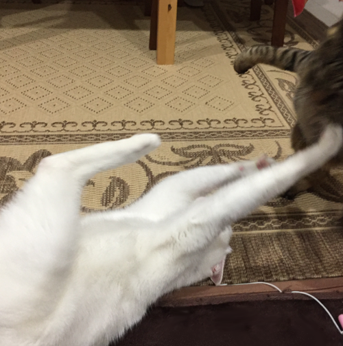 キャプチャ