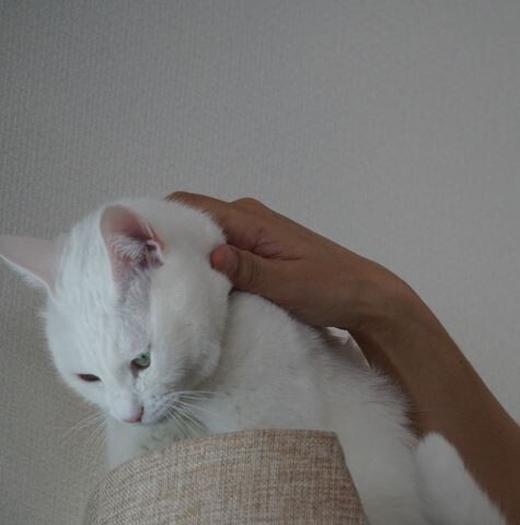 キャプチャ