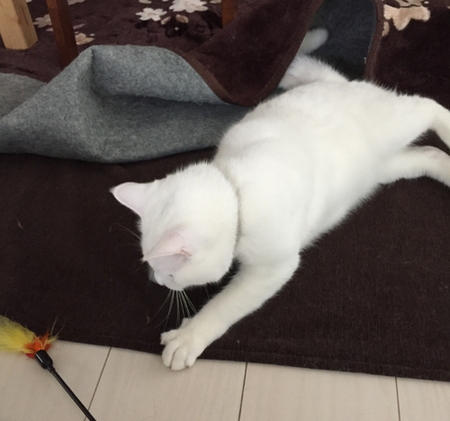 キャプチャ2