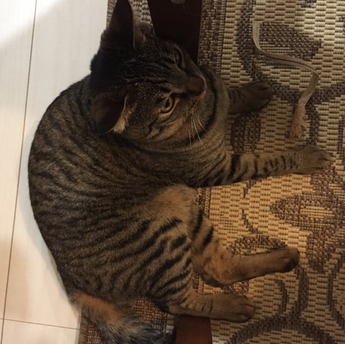 キャプチャ