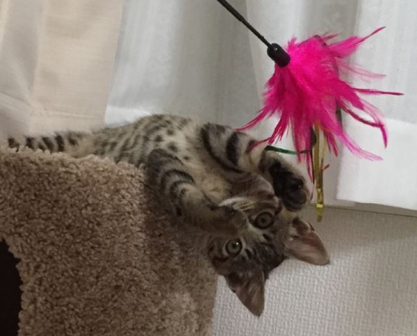 キャプチャ2