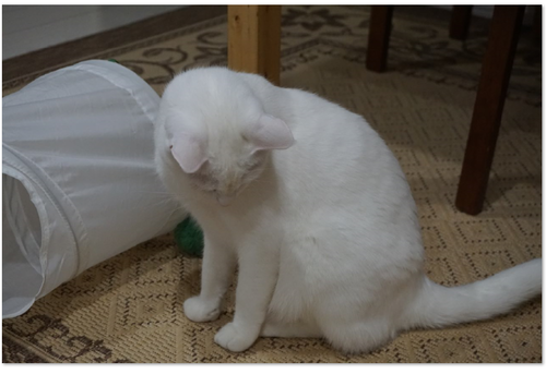 キャプチャ