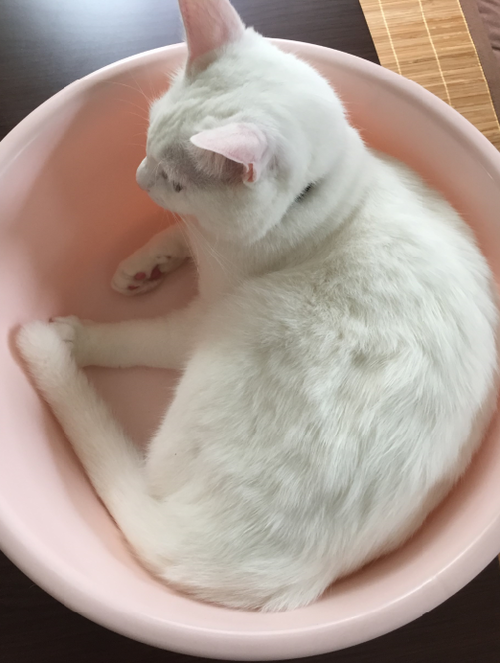 キャプチャ