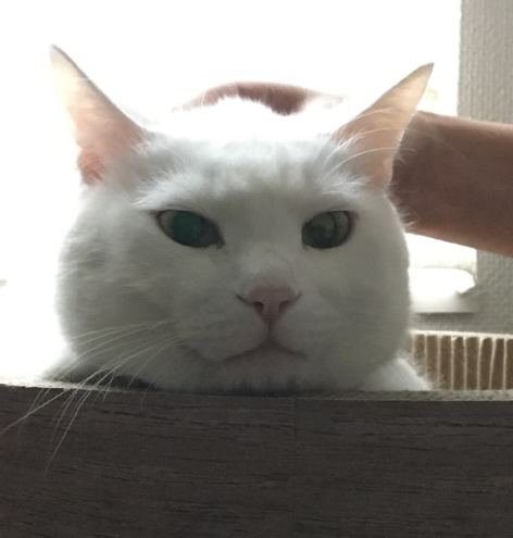 キャプチャ