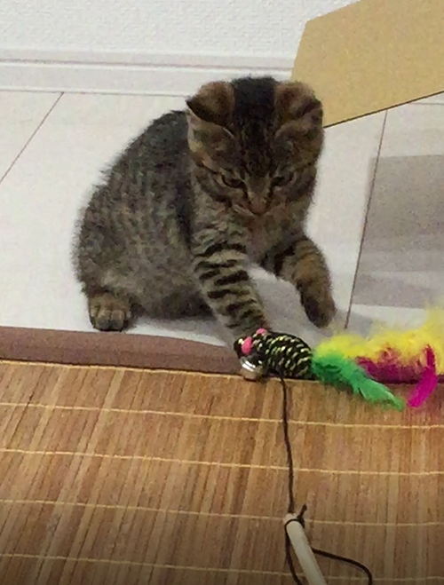 キャプチャ