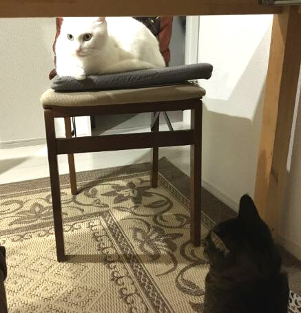 キャプチャ