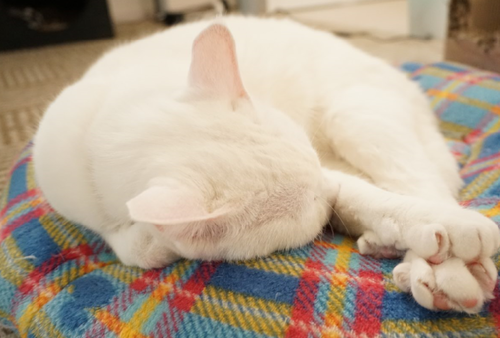 キャプチャ