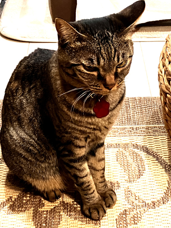 猫用迷子札g